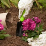 Krüsanteemid aias: kuidas hoolitseda külmakindlate sortide eest krusanteemid-aias-kuidas-hoolitseda-kulmakindlate-sortide-eest.webp.webp