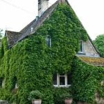 Neli ohtlikku taime, mis tekitavad kodus ja aias hävingut - ekspertide nõuanded neli-ohtlikku-taime-mis-tekitavad-kodus-ja-aias-havingut.webp.webp